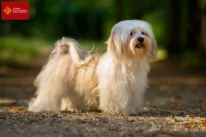 Lire la suite à propos de l’article Éleveurs de havanais et chiots en Occitanie