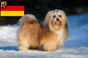 Lire la suite à propos de l’article Éleveurs de havanais et chiots en Rhénanie-Palatinat
