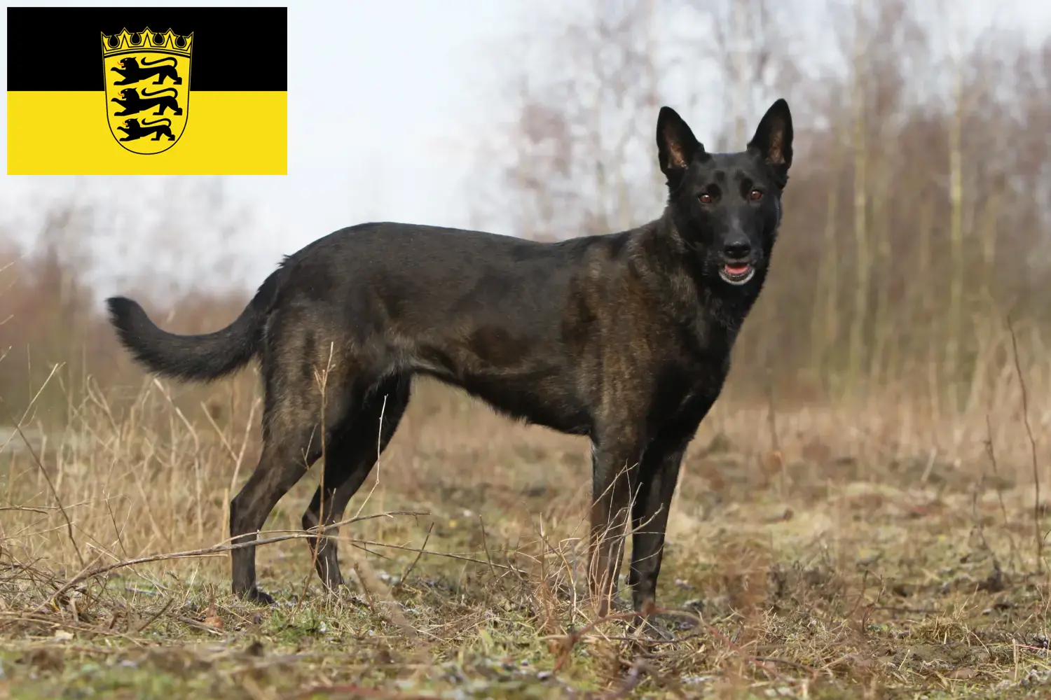 Hollandse Herdershond chiots et éleveurs Baden-Württemberg Ici tu trouves des éleveurs de Hollandse Herdershonden en Baden-Württemberg.