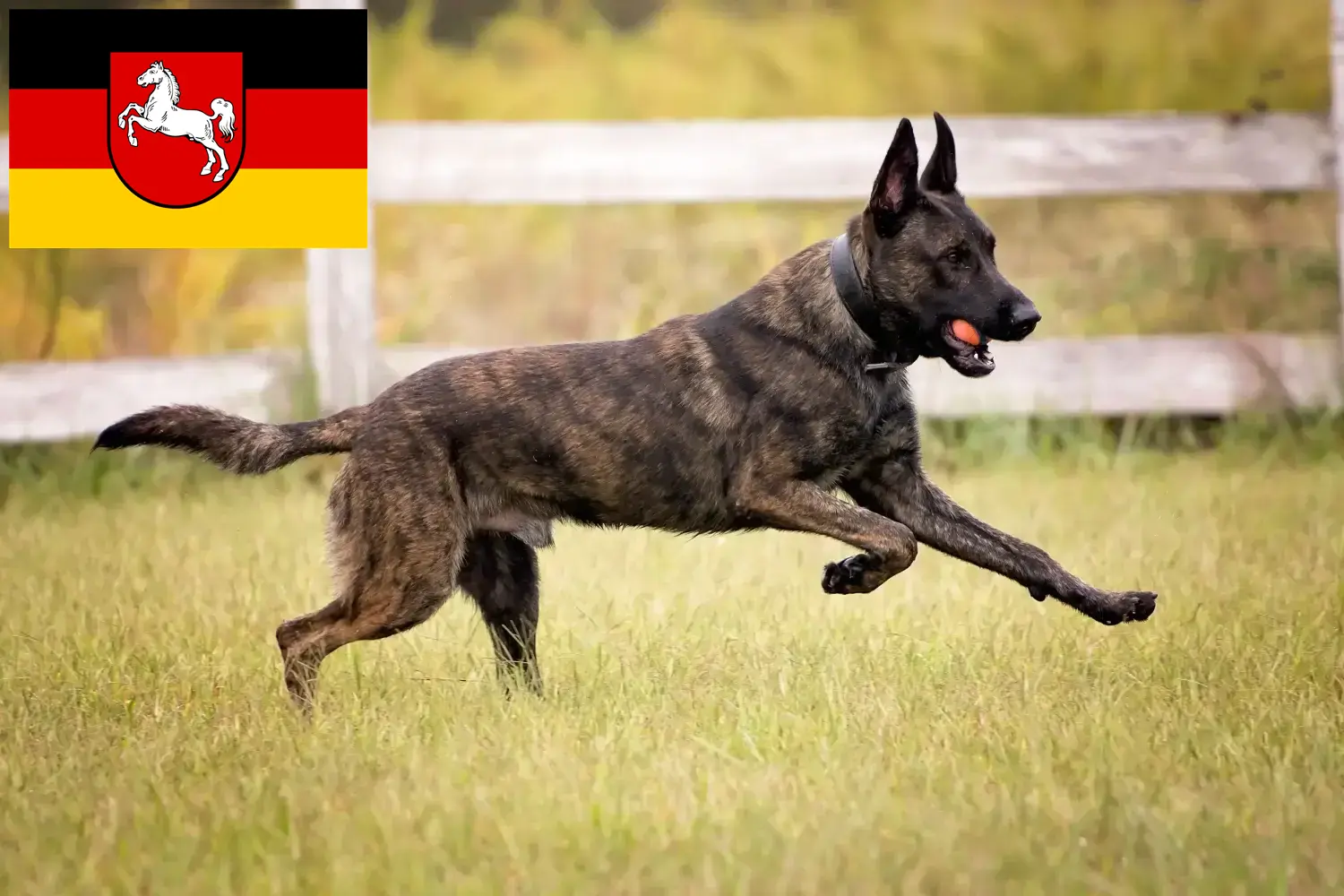 Hollandse Herdershond chiots et éleveurs Basse-Saxe Ici tu trouves des éleveurs de Hollandse Herdershonden en Basse-Saxe.