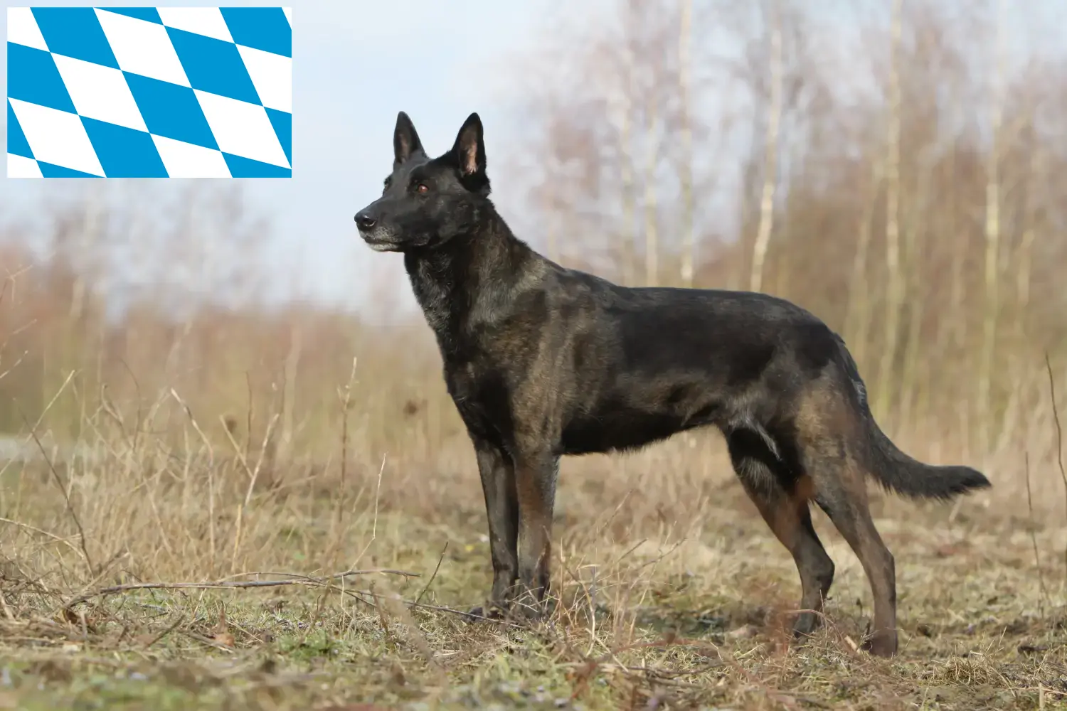 Hollandse Herdershond chiots et éleveurs Bavière Ici tu trouves des éleveurs de Hollandse Herdershonden en Bavière.