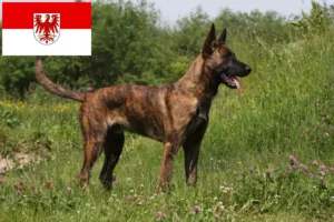Lire la suite à propos de l’article Hollandse Herdershond éleveurs et chiots dans le Brandebourg