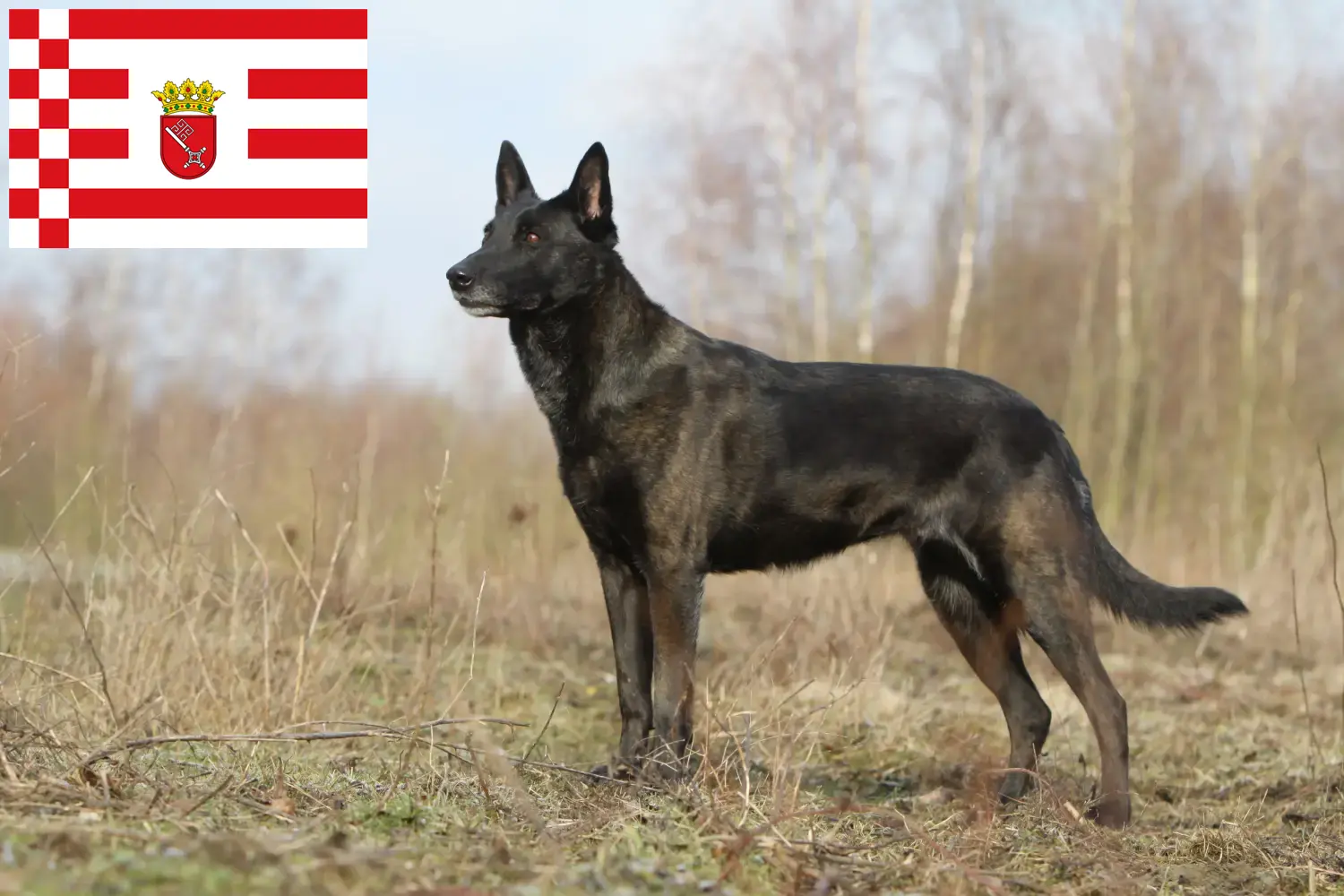 Hollandse Herdershond chiots et éleveurs Bremen Ici, tu trouveras des éleveurs de Hollandse Herdershonden à Brême.
