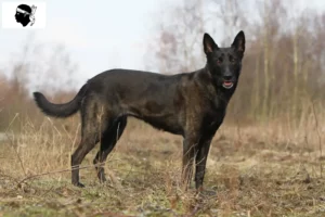 Lire la suite à propos de l’article Eleveurs de Herdershond hollandais et chiots en Corse