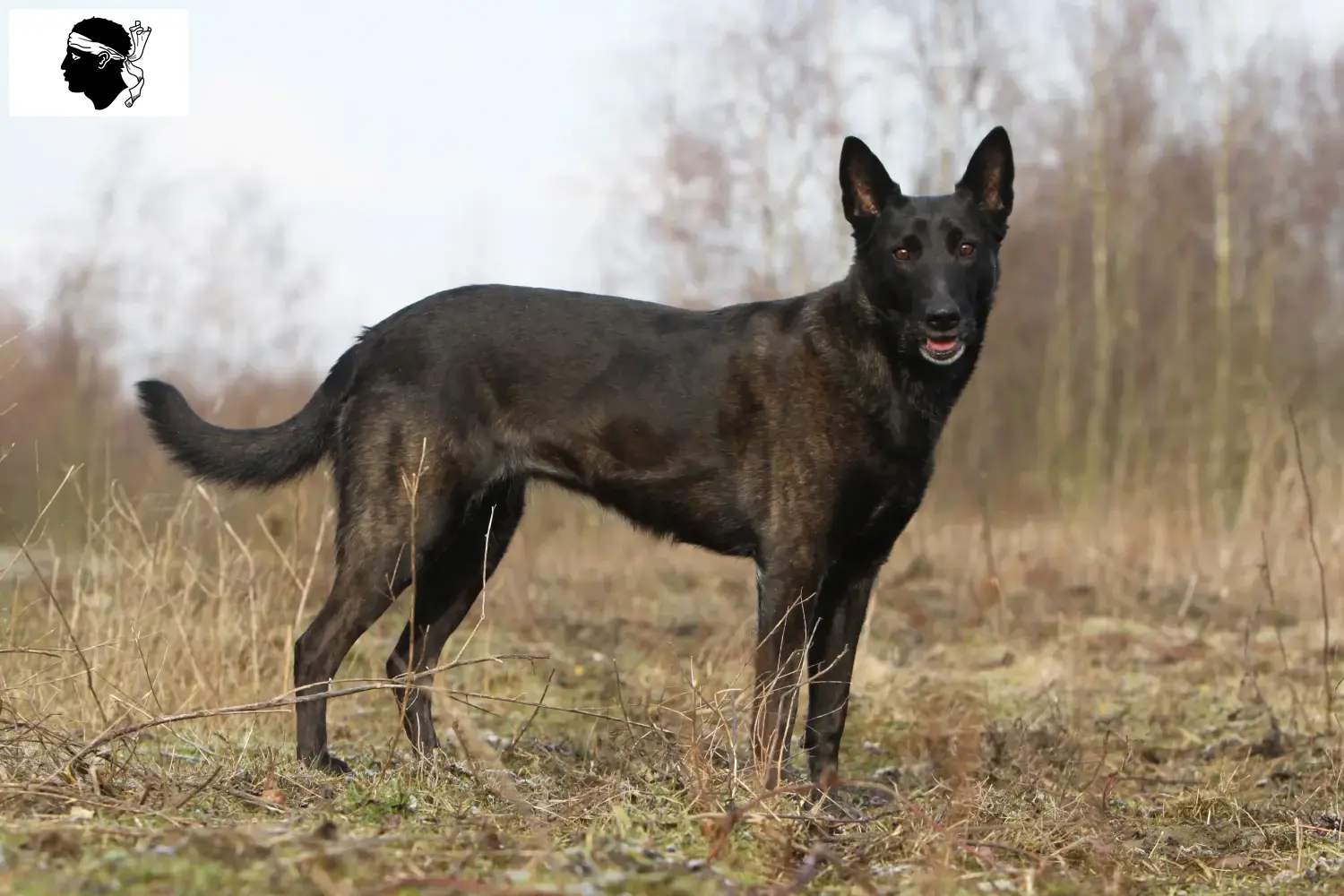 Hollandse Herdershond chiots et éleveurs Corse Ici tu peux trouver des éleveurs de Herdershonden hollandais en Corse.
