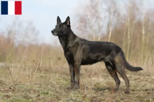 Lire la suite à propos de l’article Hollandse Herdershond éleveurs et chiots en Guadeloupe