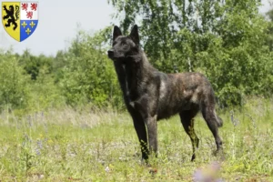Lire la suite à propos de l’article Herdershond hollandais éleveurs et chiots en Hauts-de-France