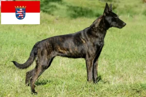 Lire la suite à propos de l’article Hollandse Herdershond éleveurs et chiots en Hesse