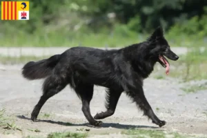 Lire la suite à propos de l’article Hollandse Herdershond éleveurs et chiots en Provence-Alpes-Côte d’Azur
