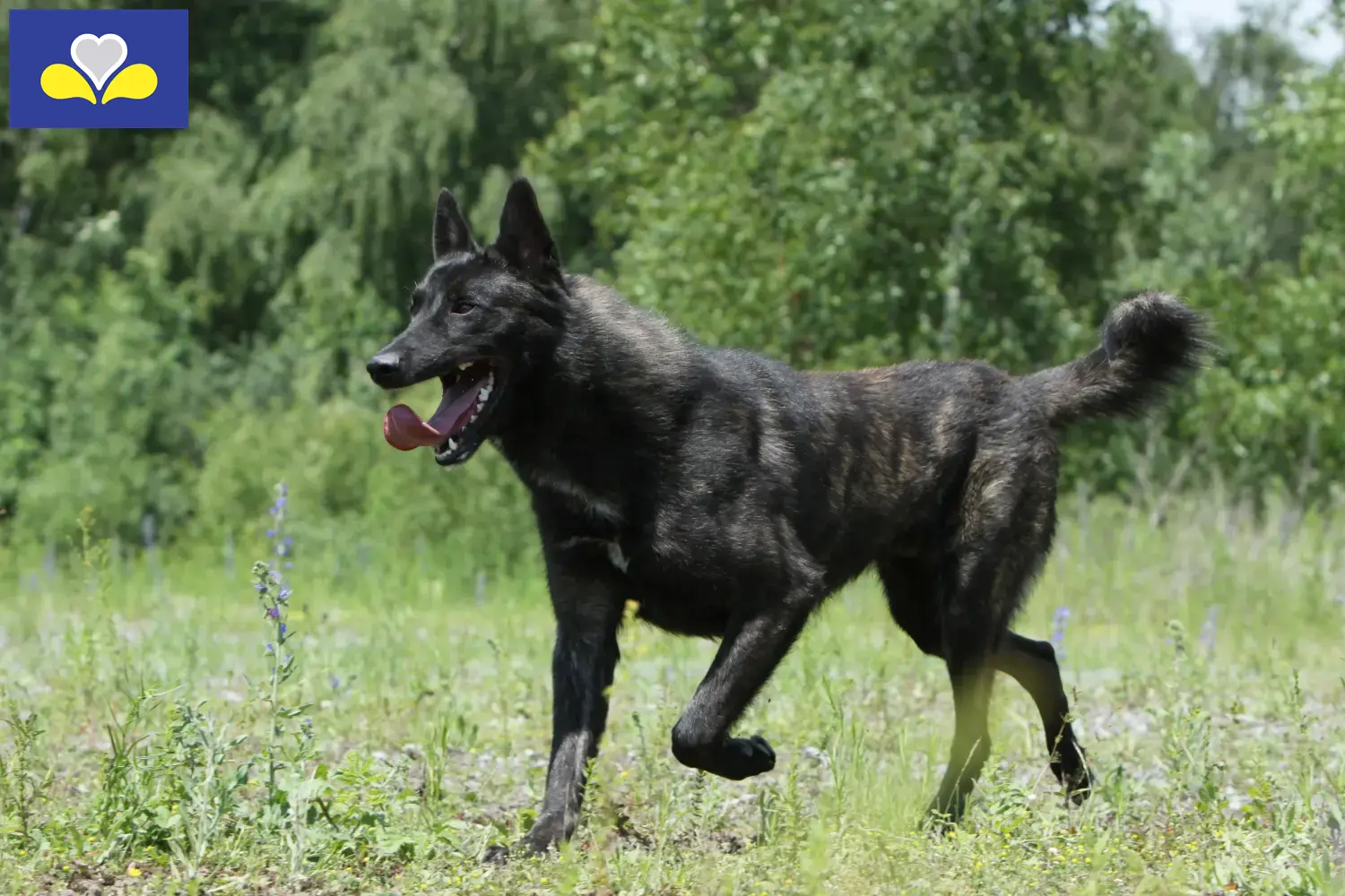 Hollandse Herdershond chiots et éleveurs Région de Bruxelles-Capitale Ici vous trouverez les éleveurs de Hollandse Herdershonden dans la région de Bruxelles-Capitale.