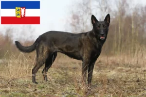 Lire la suite à propos de l’article Hollandse Herdershond éleveurs et chiots dans le Schleswig-Holstein