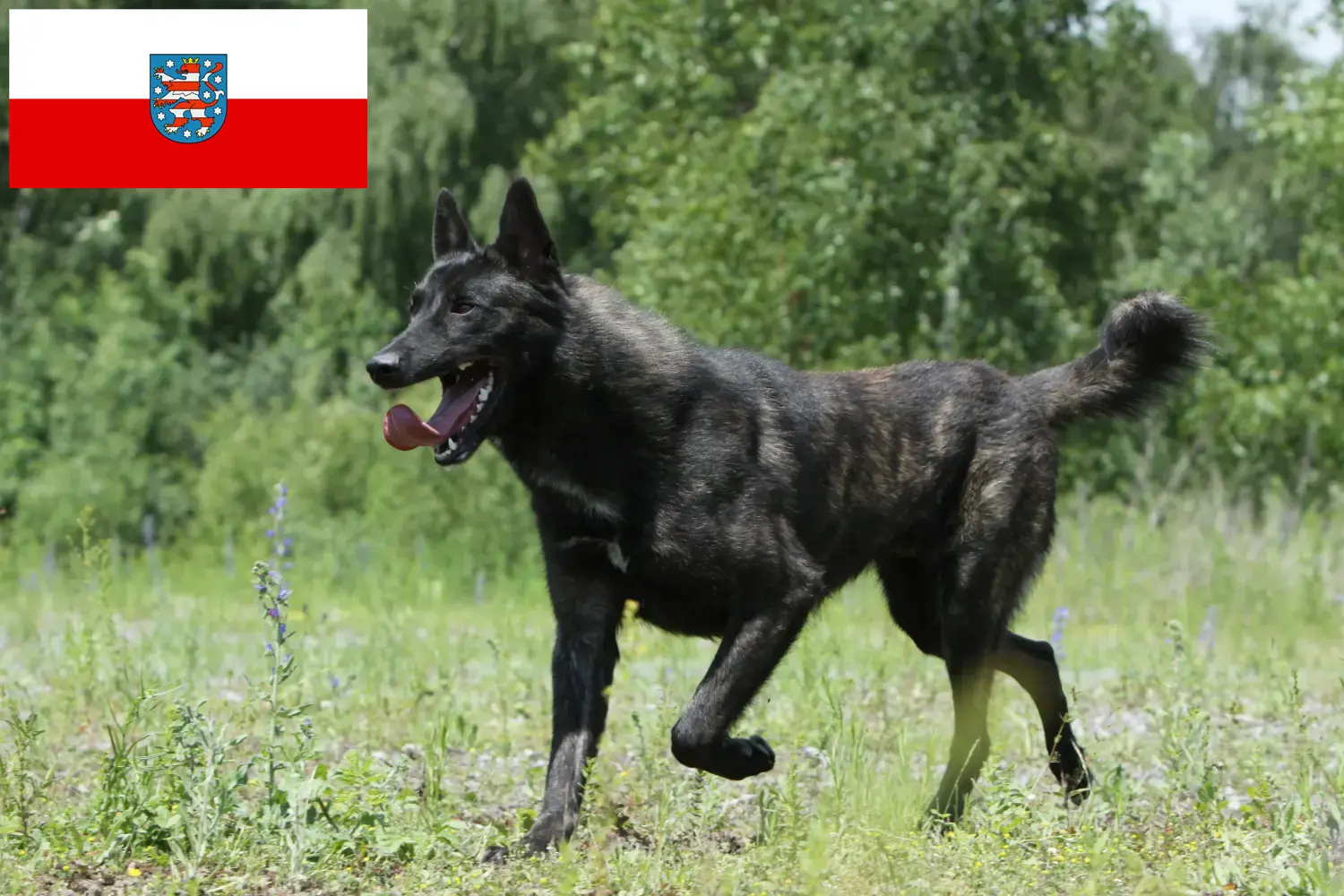 Hollandse Herdershond chiots et éleveurs Thuringe Ici tu trouves des éleveurs de Hollandse Herdershonden en Thuringe.