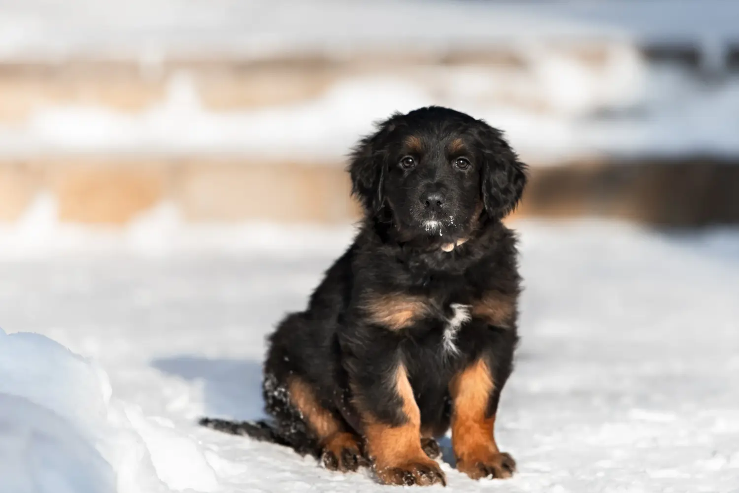 Acheter un chiot Hovawart, c'est prendre ses responsabilités ! Acheter des chiots Hovawart.