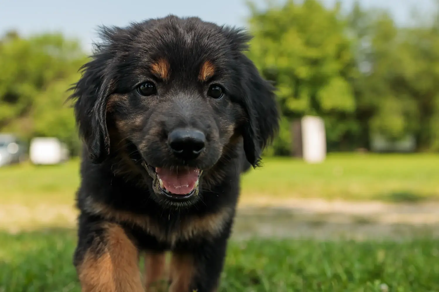 Acheter un chiot Hovawart, c'est prendre ses responsabilités ! Acheter des chiots Hovawart.