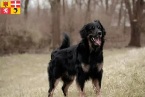 Lire la suite à propos de l’article Éleveurs de Hovawart et chiots en Auvergne-Rhône-Alpes