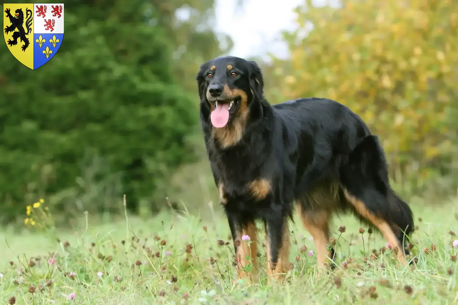 Hovawart chiots et éleveurs Hauts-de-France Ici tu trouves des éleveurs de Hovawarts en Hauts-de-France.