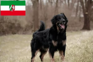 Lire la suite à propos de l’article Éleveurs de Hovawart et chiots en Rhénanie-du-Nord-Westphalie