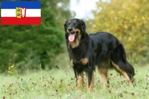 Lire la suite à propos de l’article Éleveurs de Hovawart et chiots dans le Schleswig-Holstein