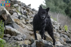 Lire la suite à propos de l’article Hrvatski ovčar éleveurs et chiots en Bourgogne-Franche-Comté