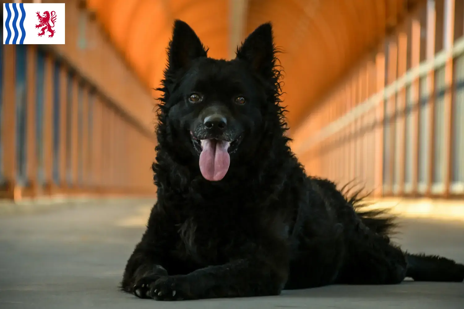 Hrvatski ovčar Chiots et éleveurs Nouvelle-Aquitaine Ici vous trouverez Hrvatski ovčars éleveurs en Nouvelle-Aquitaine.