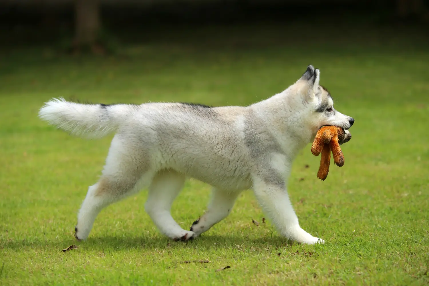 Acheter un chiot husky, c'est prendre ses responsabilités ! Acheter un chiot husky.