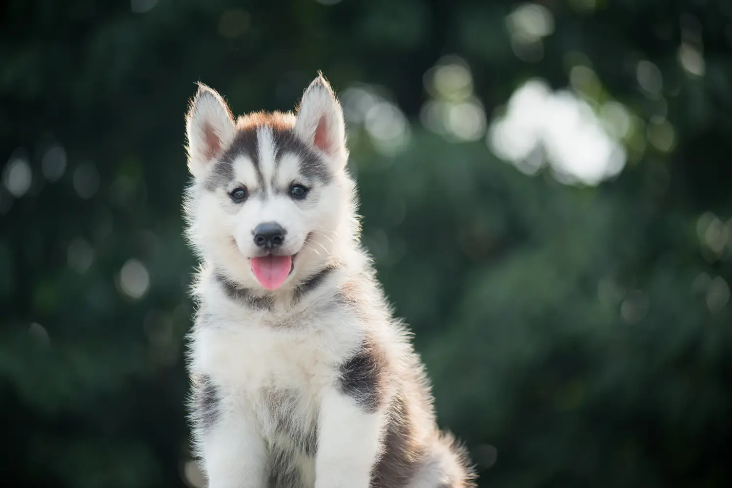 Acheter un chiot husky, c'est prendre ses responsabilités ! Acheter un chiot husky.