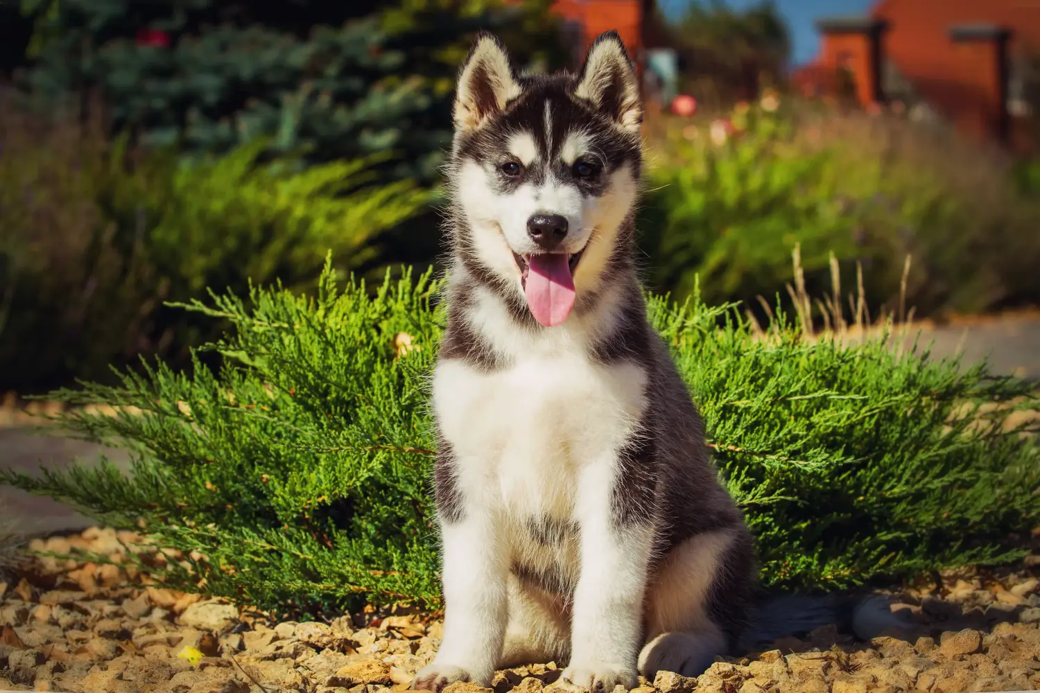 Acheter un chiot husky, c'est prendre ses responsabilités ! Acheter un chiot husky.