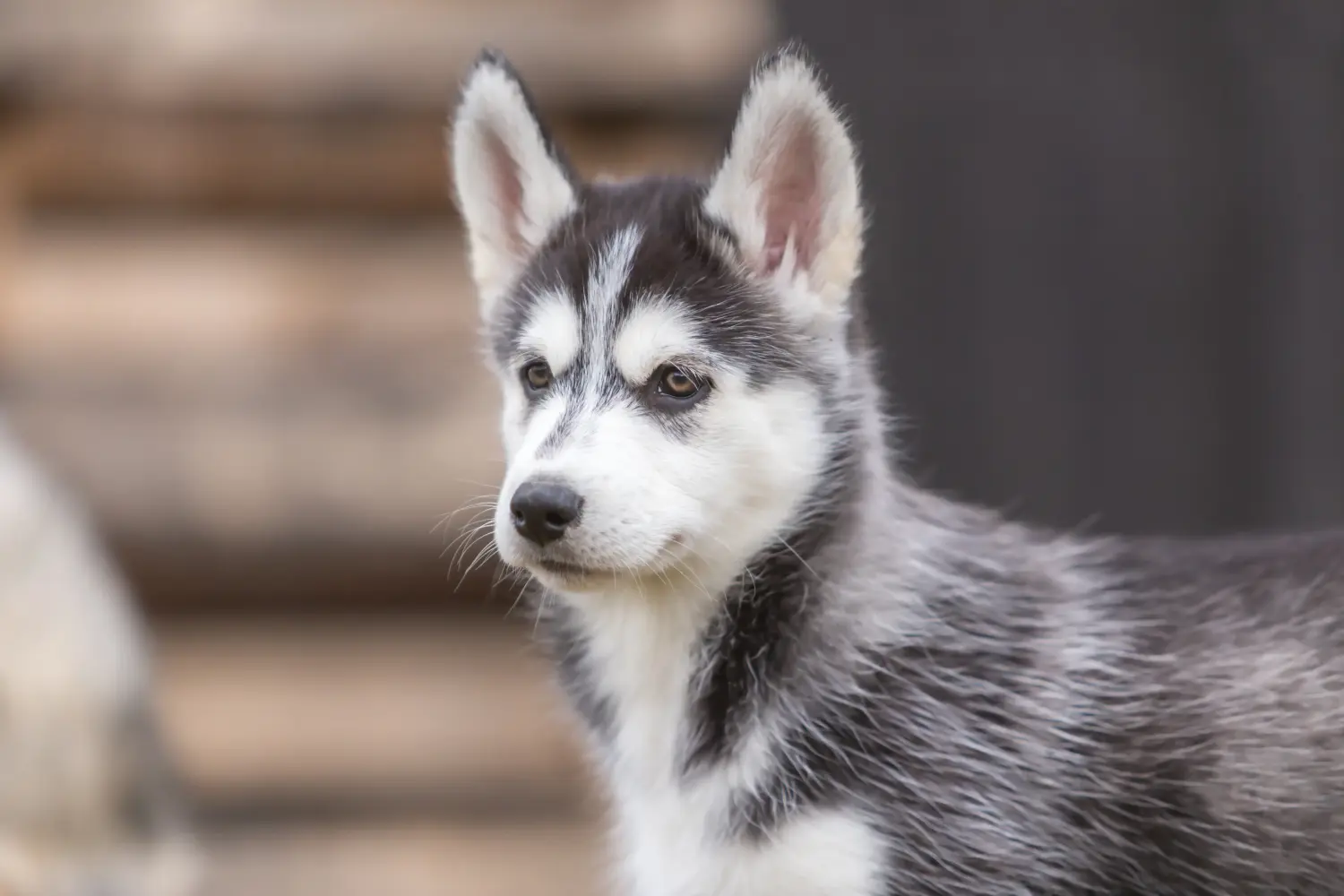 Acheter un chiot husky, c'est prendre ses responsabilités ! Acheter un chiot husky.