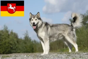 Lire la suite à propos de l’article Éleveurs de Husky et chiots en Basse-Saxe