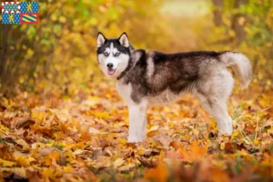 Lire la suite à propos de l’article Éleveurs de Husky et chiots en Bourgogne-Franche-Comté