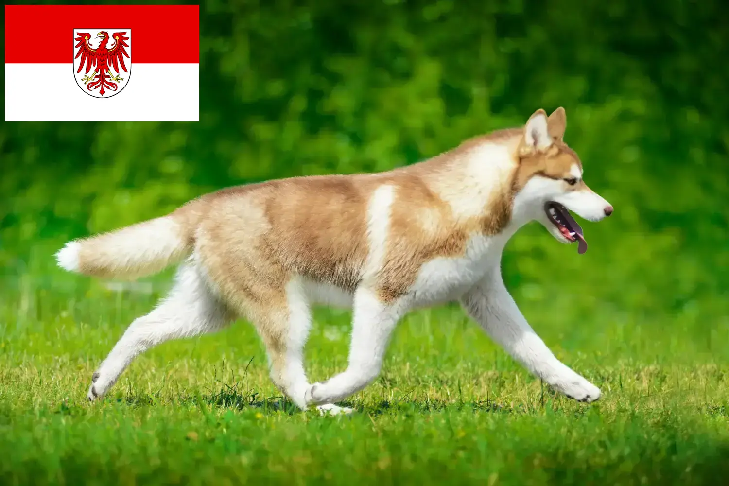 Husky chiots et éleveurs Brandenburg Ici tu peux trouver des éleveurs de Huskys en Brandebourg.