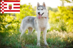 Lire la suite à propos de l’article Éleveurs de Husky et chiots à Brême