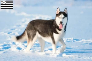 Lire la suite à propos de l’article Éleveurs de Husky et chiots en Bretagne