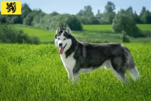 Lire la suite à propos de l’article Éleveurs de Husky et chiots en Flandre