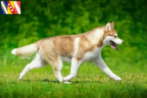 Lire la suite à propos de l’article Éleveurs de huskies et chiots en Grand Est