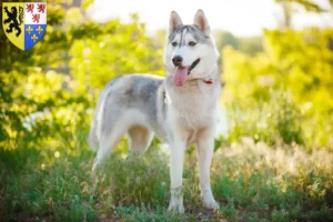 Lire la suite à propos de l’article Éleveurs de huskies et chiots en Hauts-de-France