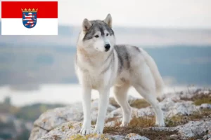 Lire la suite à propos de l’article Éleveurs de Husky et chiots en Hesse
