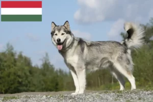 Lire la suite à propos de l’article Éleveurs de Husky et chiots en Hongrie