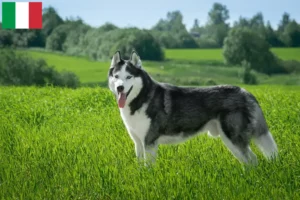 Lire la suite à propos de l’article Éleveurs de Husky et chiots en Italie