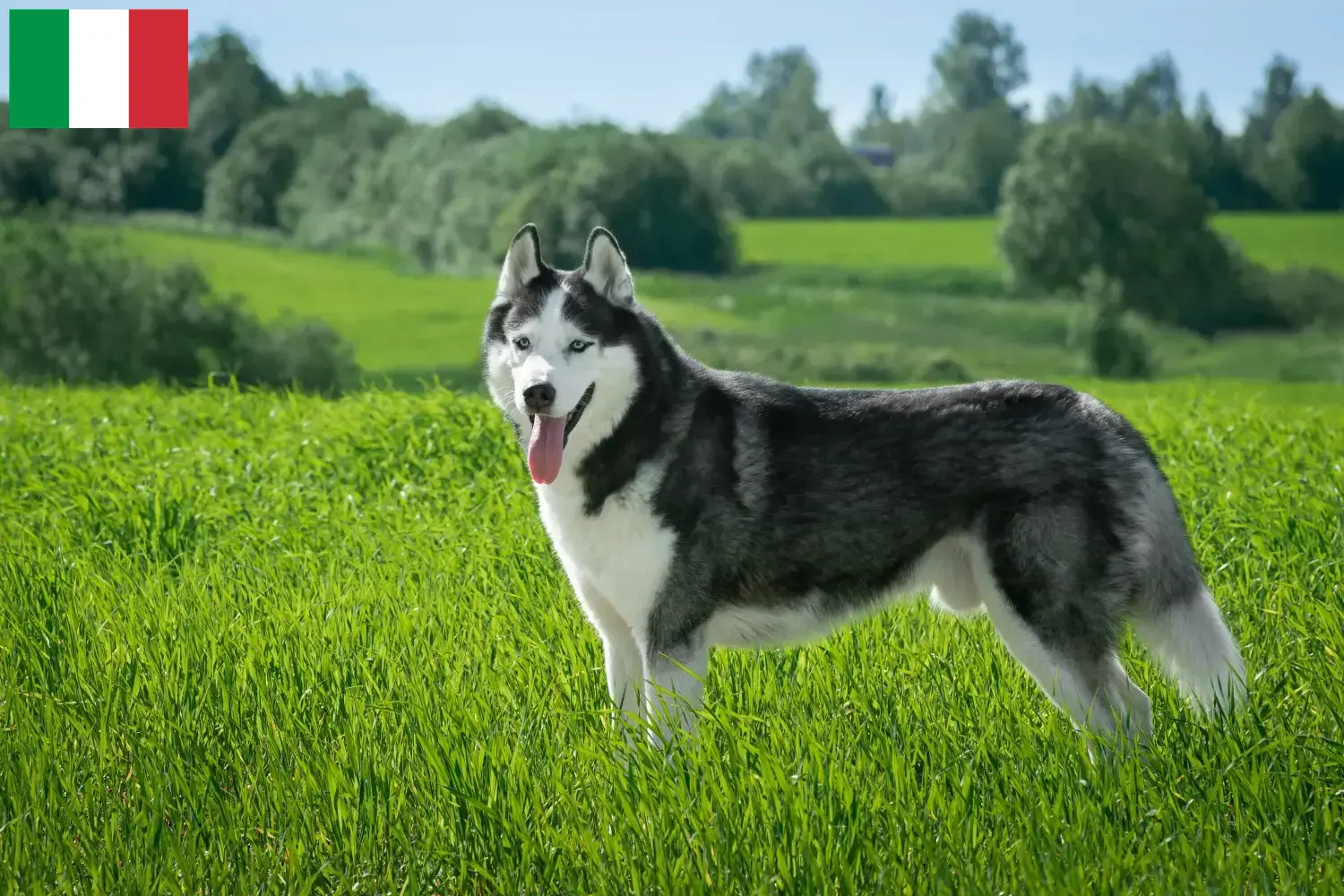 Husky chiots et éleveurs Italie Ici tu peux trouver des éleveurs de Huskys en Italie.