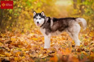 Lire la suite à propos de l’article Éleveurs de Husky et chiots en Occitanie