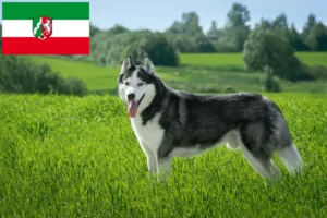 Lire la suite à propos de l’article Éleveurs de Husky et chiots en Rhénanie-du-Nord-Westphalie