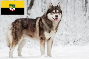 Lire la suite à propos de l’article Éleveurs de Husky et chiots en Saxe-Anhalt