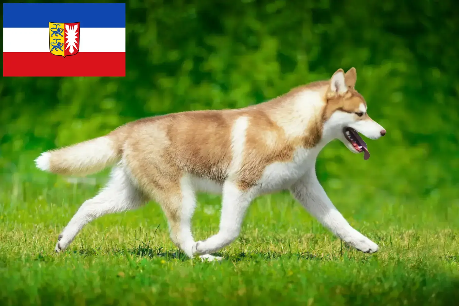 Husky chiots et éleveurs Schleswig-Holstein Ici tu peux trouver des éleveurs de Huskys en Schleswig-Holstein.