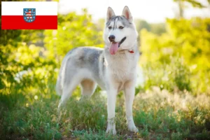 Lire la suite à propos de l’article Éleveurs de Husky et chiots en Thuringe