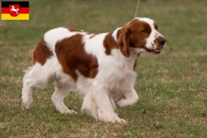 Lire la suite à propos de l’article Irish Red and White Setter éleveurs et chiots en Basse-Saxe