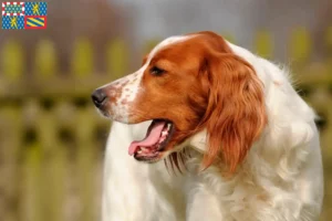 Lire la suite à propos de l’article Irish Red and White Setter éleveurs et chiots en Bourgogne-Franche-Comté