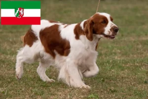 Lire la suite à propos de l’article Éleveurs d’Irish Red and White Setter et chiots en Rhénanie-du-Nord-Westphalie