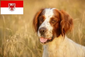Lire la suite à propos de l’article Irish Red and White Setter éleveurs et chiots dans le Brandebourg