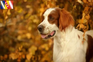 Lire la suite à propos de l’article Irish Red and White Setter éleveurs et chiots en Grand Est